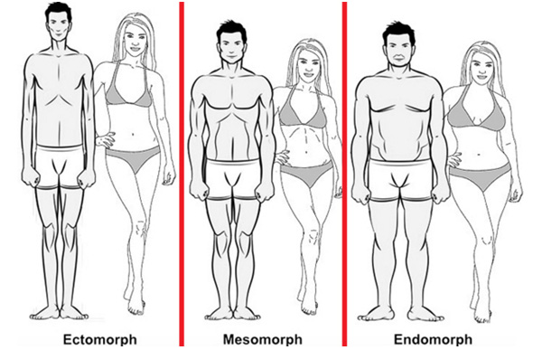 Les différentes morphologies 